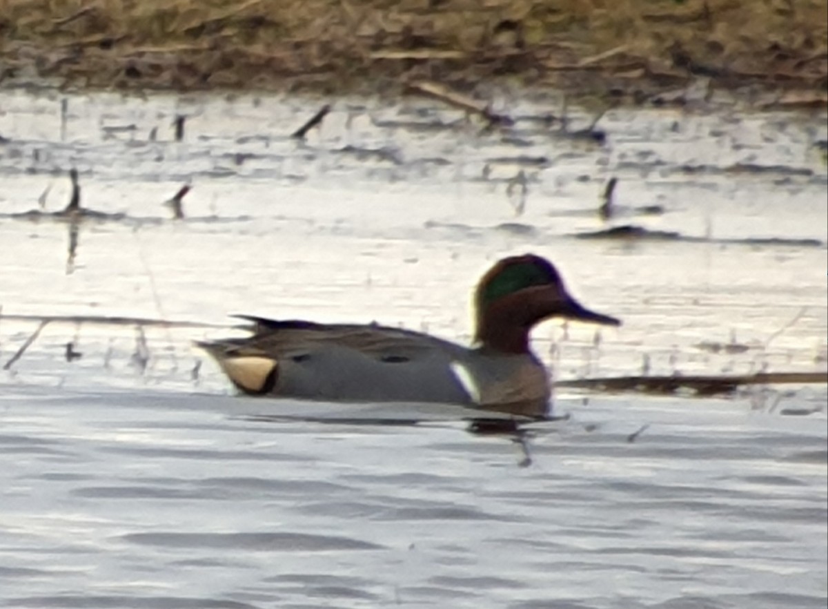 Green-winged Teal (American) - ML554882611