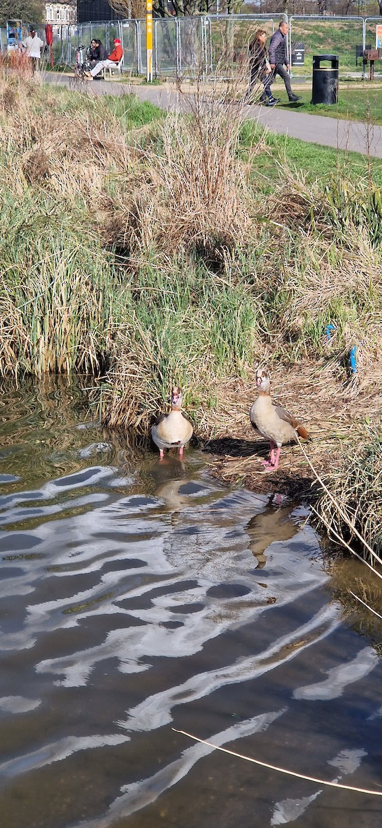 Egyptian Goose - ML554883021