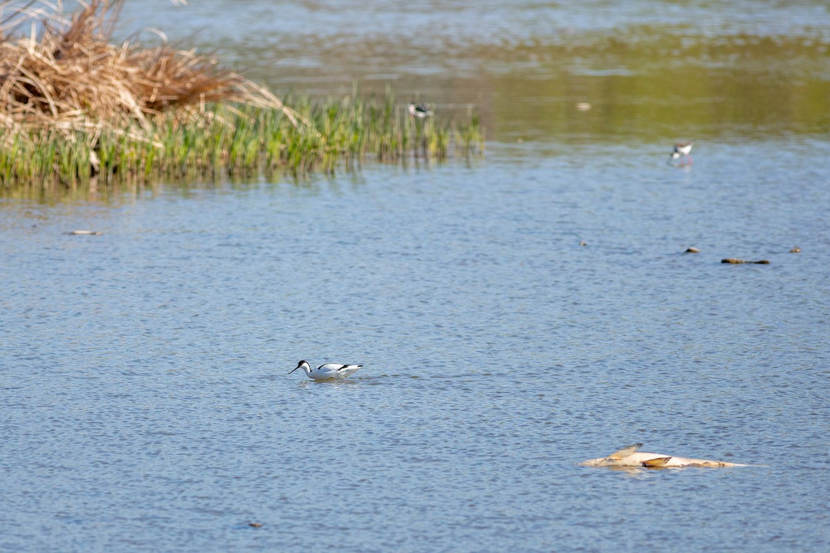 Pied Avocet - ML554883901