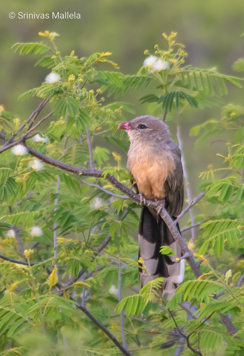 Sirkeer Malkoha - ML554884491