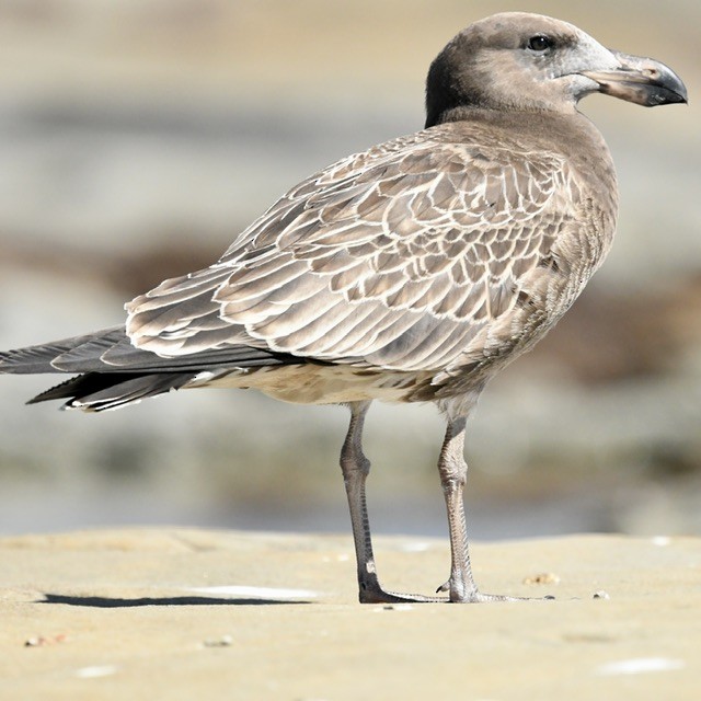 Pacific Gull - ML554884751