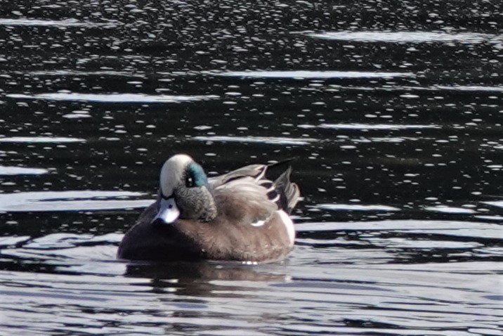 American Wigeon - ML554885001