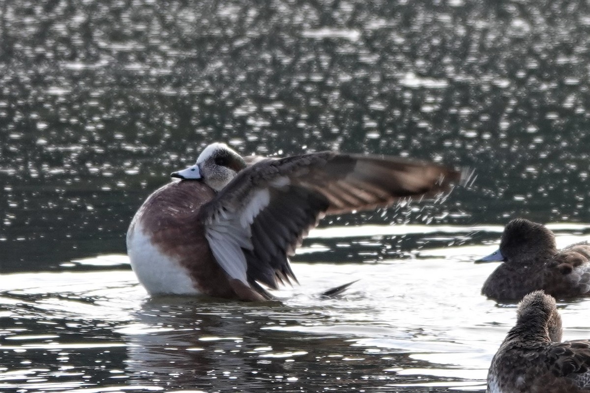 American Wigeon - ML554885051