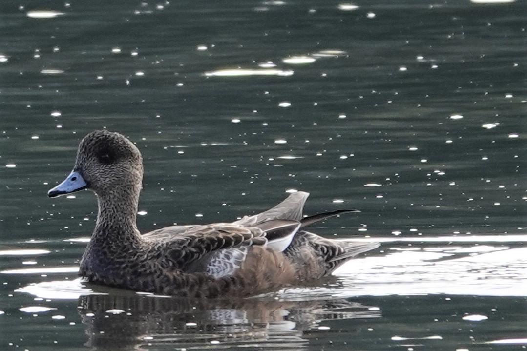 American Wigeon - ML554885071