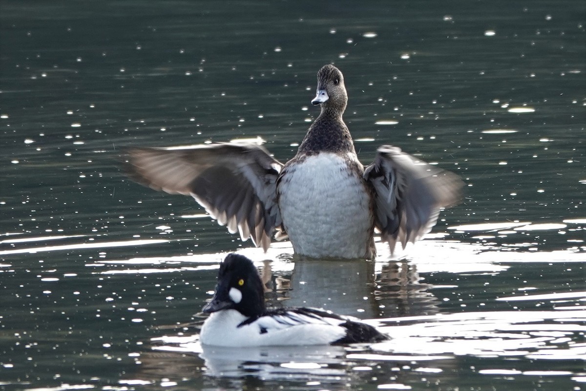 American Wigeon - ML554885101