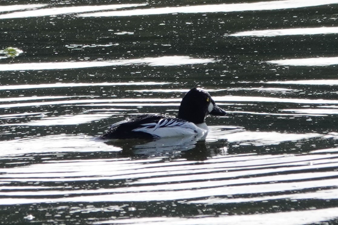 Common Goldeneye - ML554885171