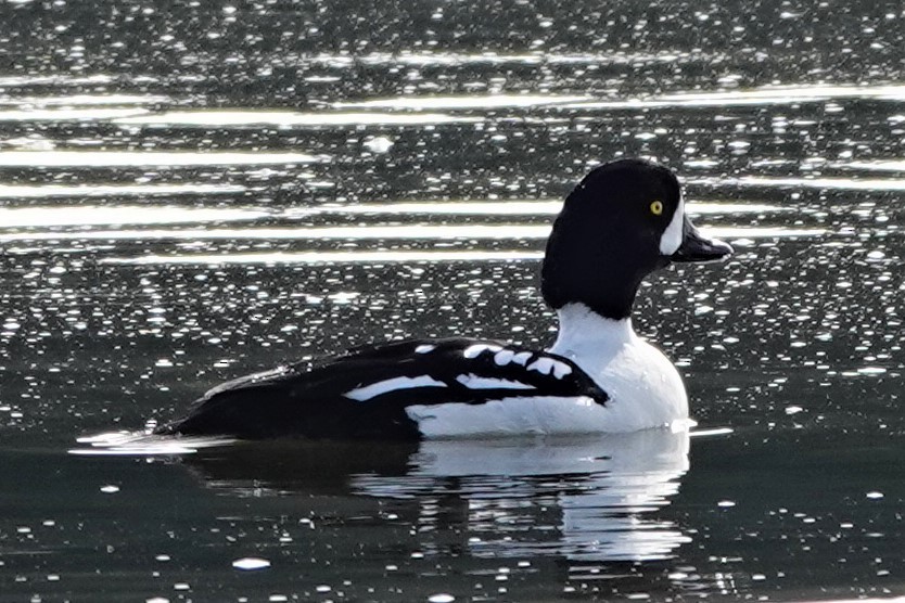 Barrow's Goldeneye - ML554885241