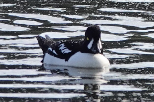 Barrow's Goldeneye - ML554885251