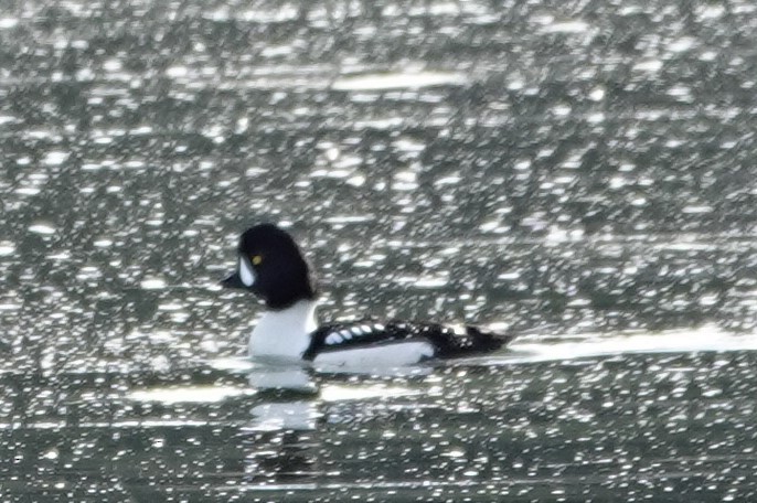 Barrow's Goldeneye - ML554885271