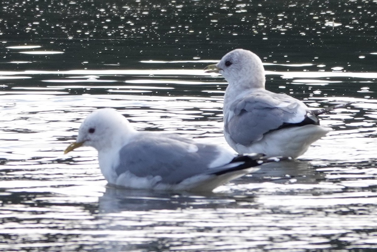 Short-billed Gull - ML554885291