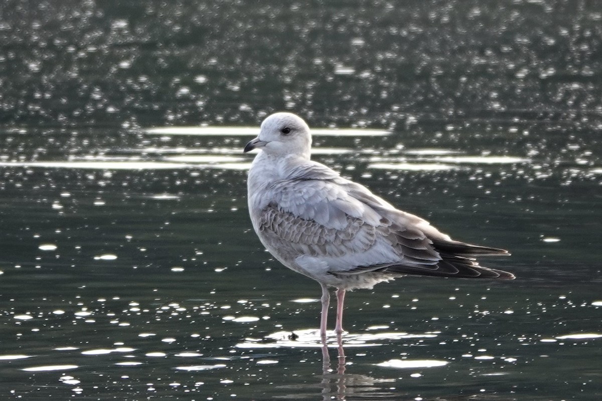 Short-billed Gull - ML554885301