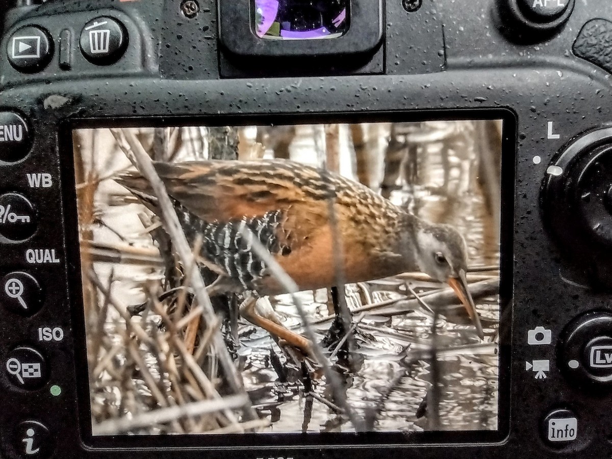 Virginia Rail - ML554888021