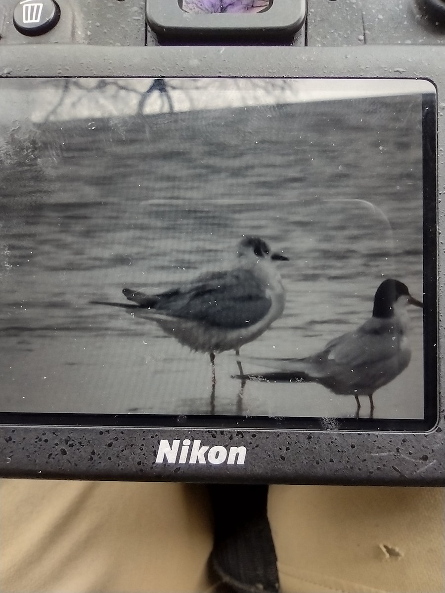 Bonaparte's Gull - ML554888101