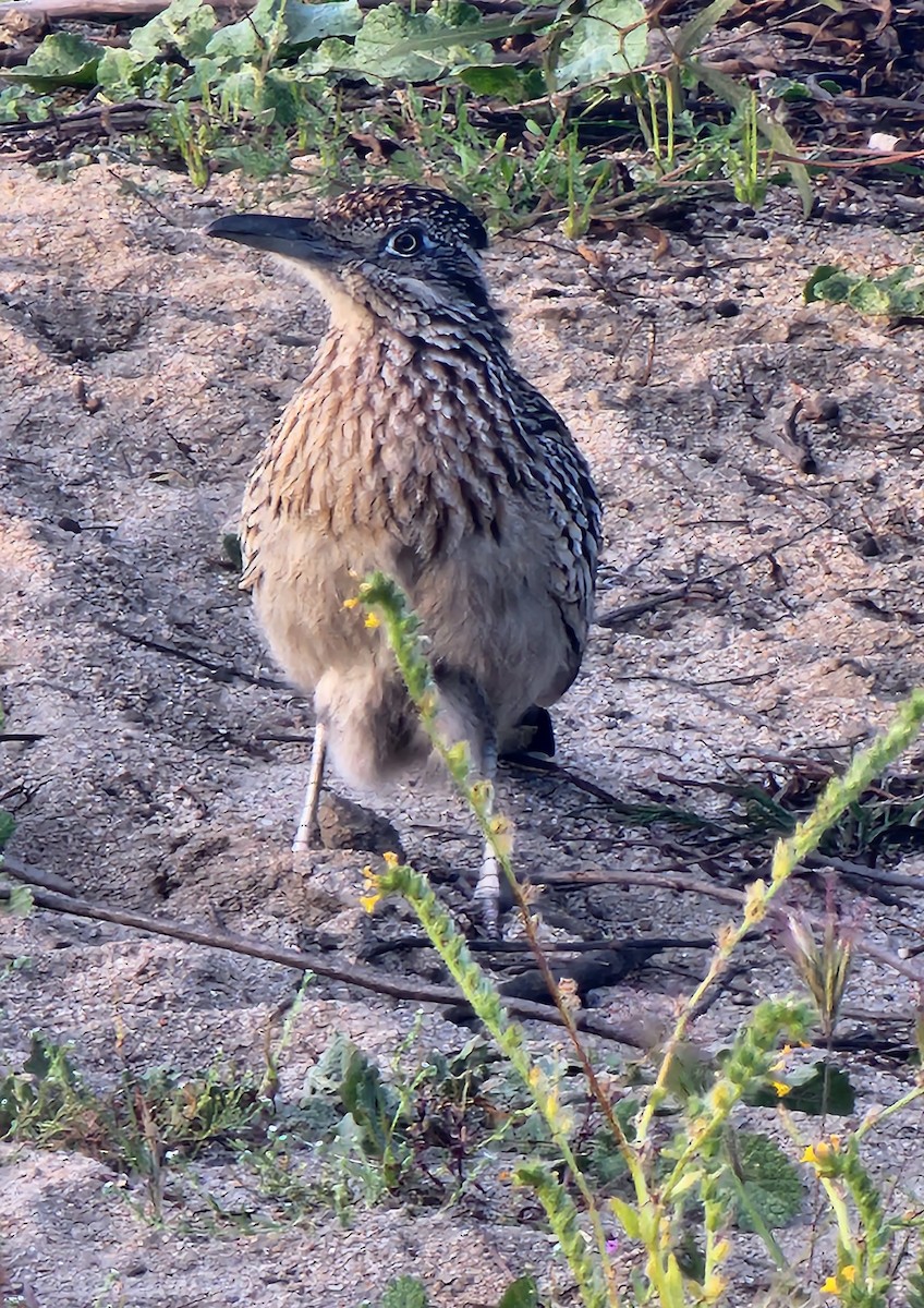 Greater Roadrunner - Sarron Itliong