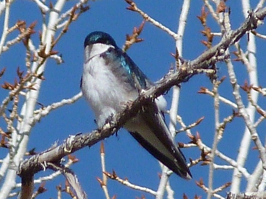 Hirondelle bicolore - ML55488901