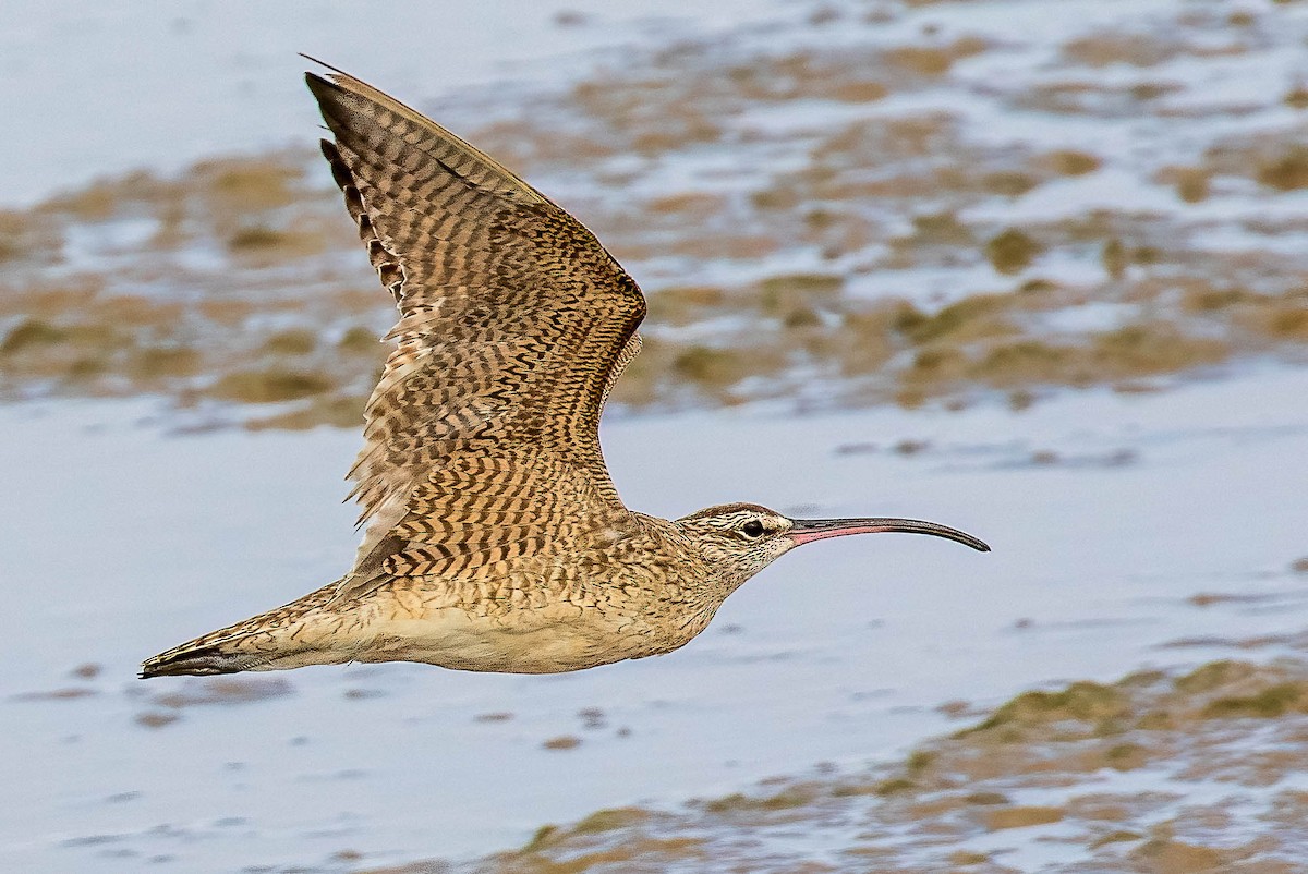 Whimbrel - ML554890781