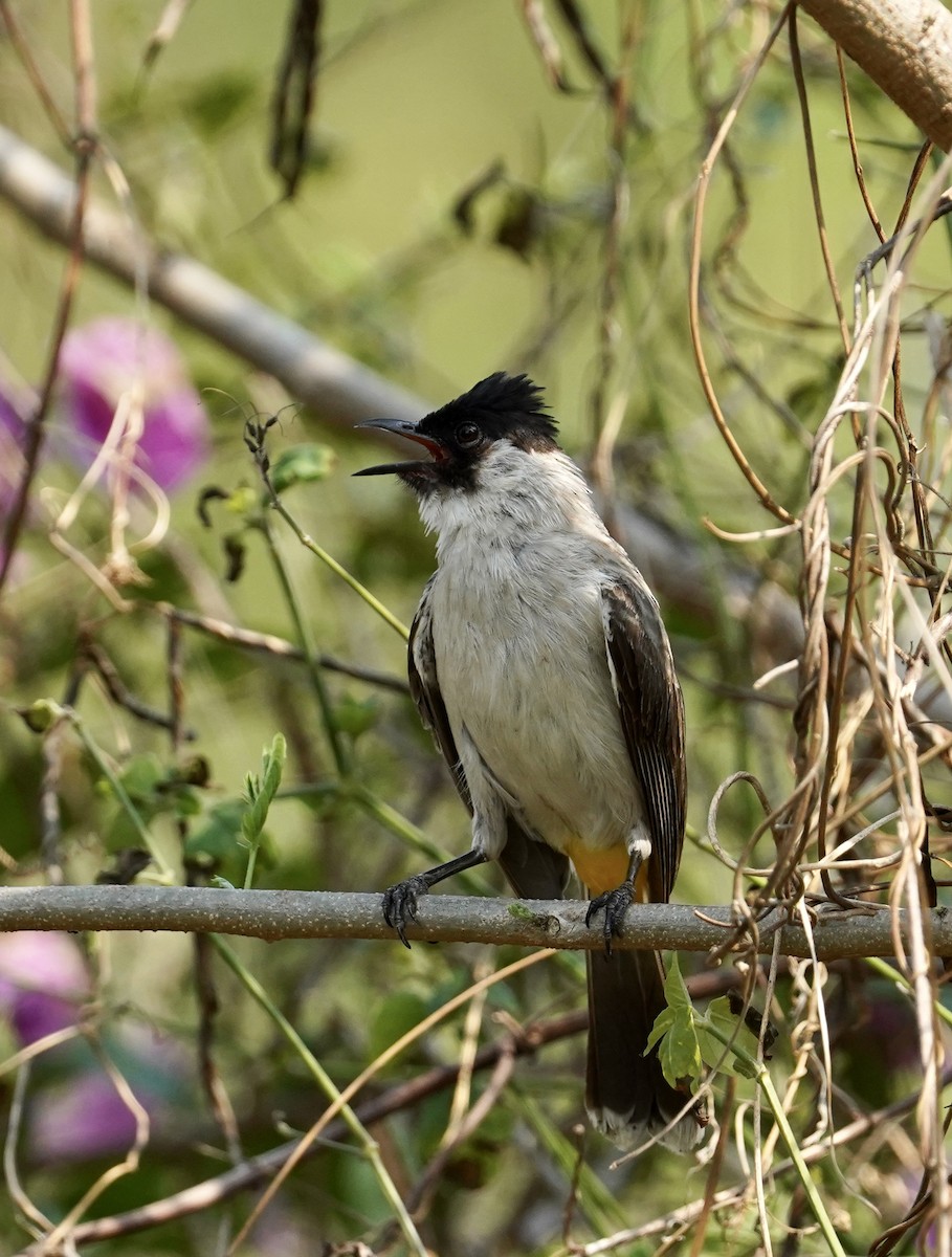 Bulbul Ventridorado - ML554892331