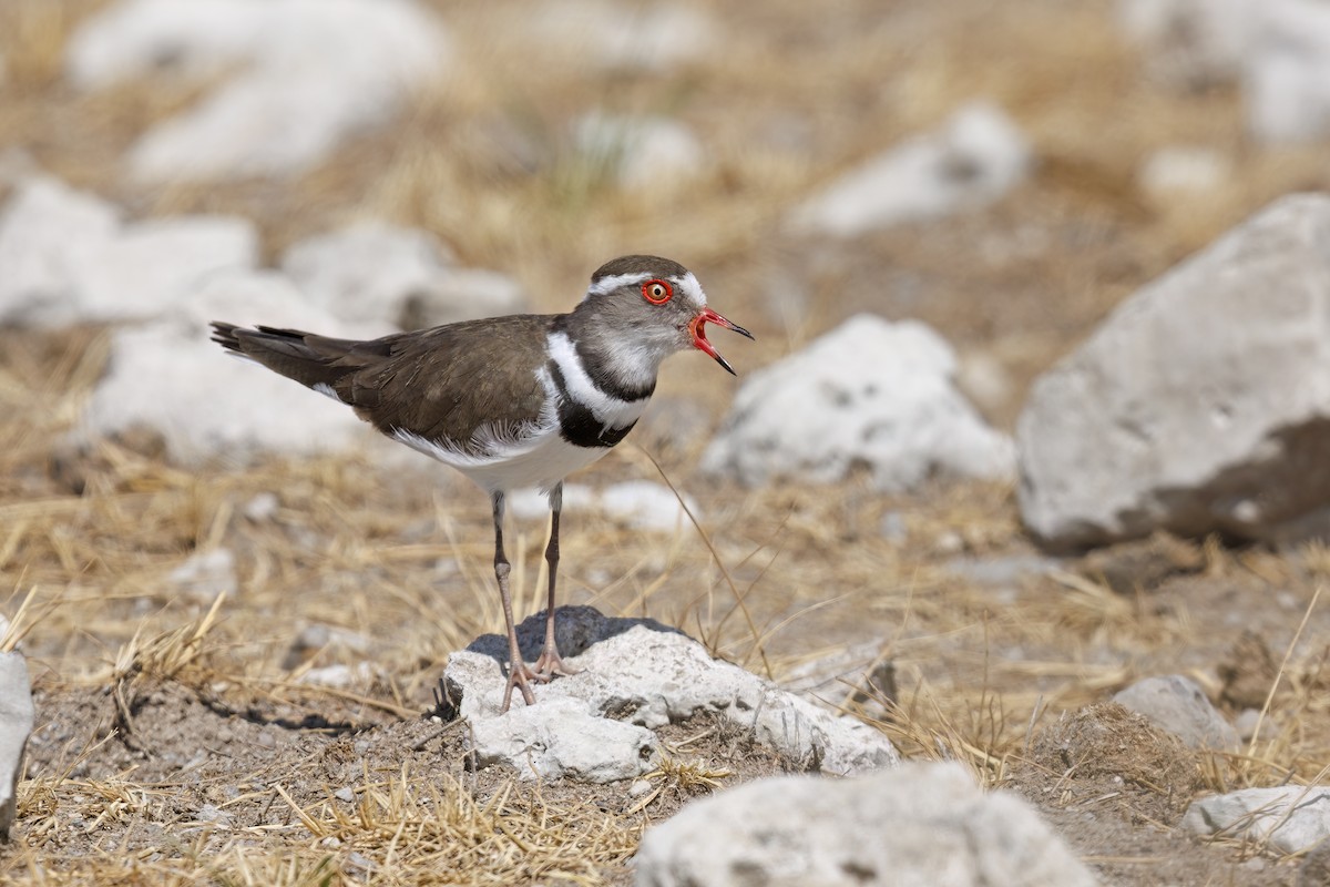 Three-banded Plover - ML554893001