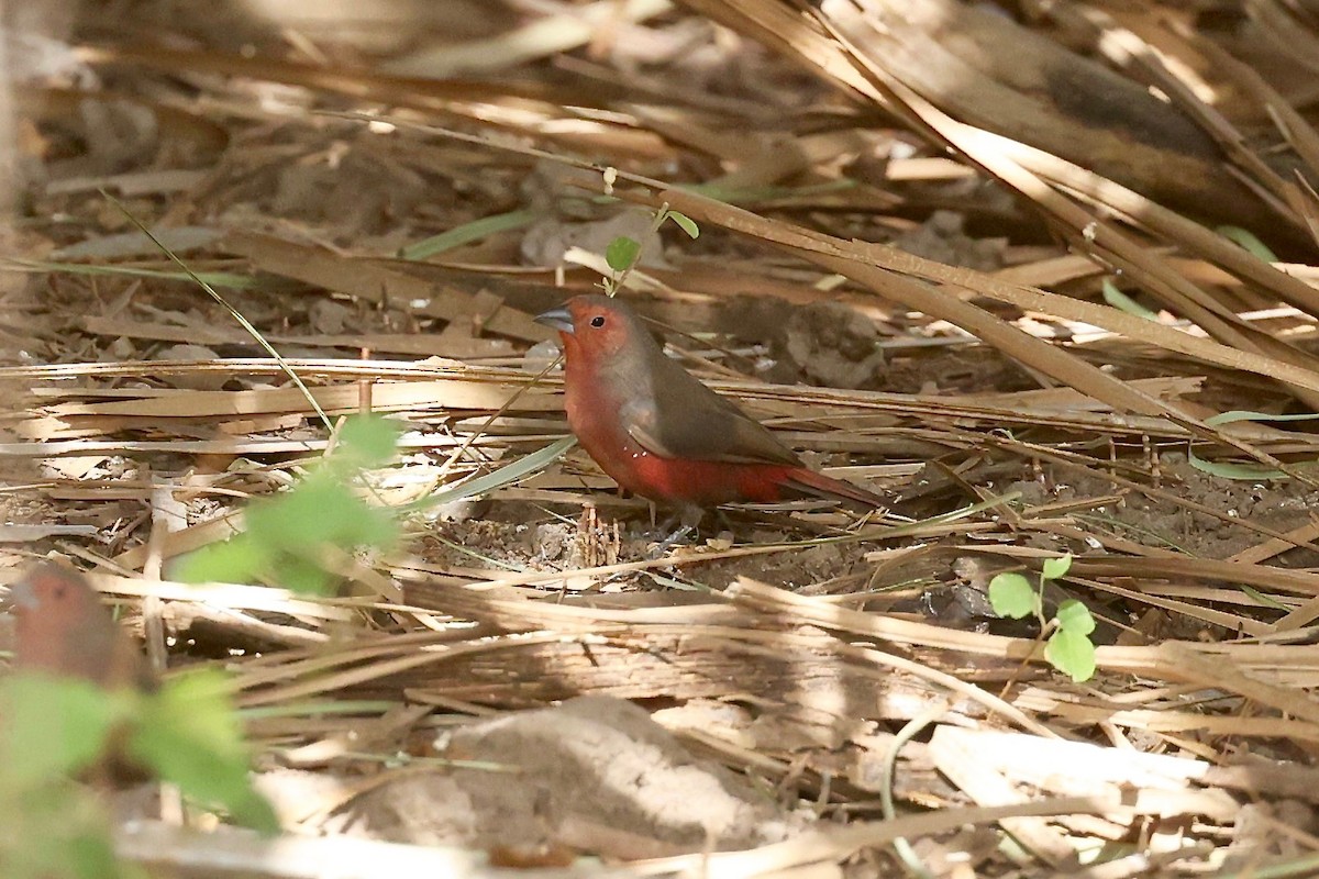 Mali Firefinch - Lieven De Temmerman