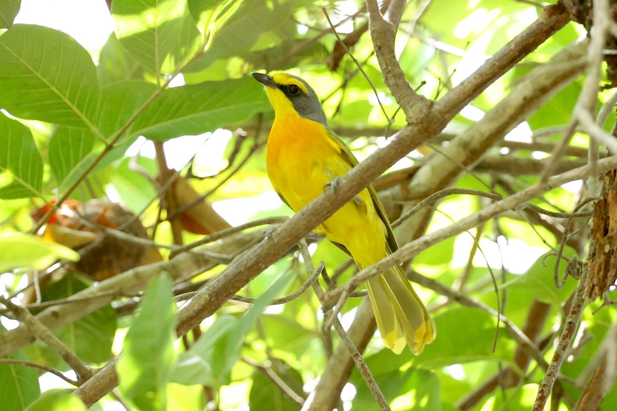 Sulphur-breasted Bushshrike - ML554893361