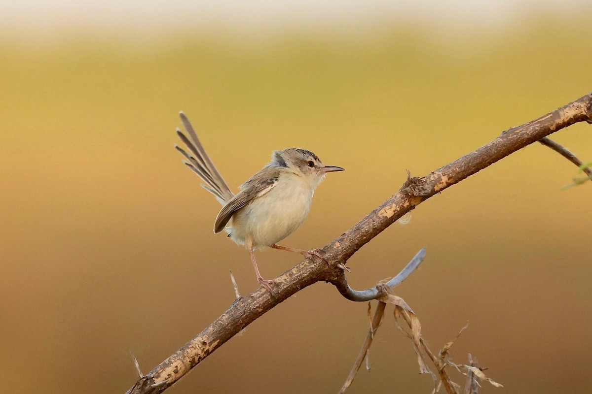 Prinia Fluvial - ML554893871