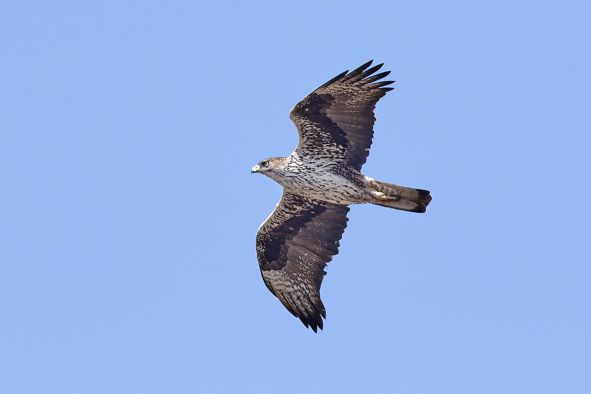 Bonelli's Eagle - ML554894811