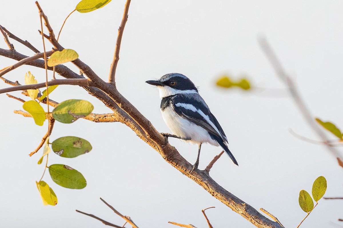 Pygmy Batis - ML554896691