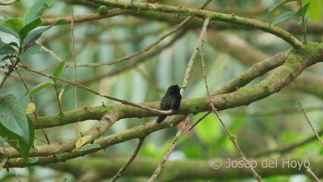 Colibrí Ventrinegro - ML554897671