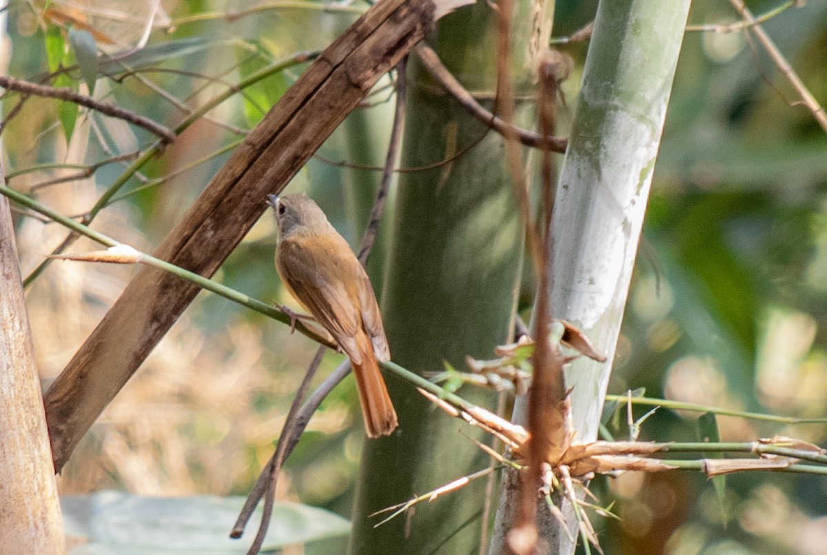 Pale-chinned Flycatcher - Dipankar Dev