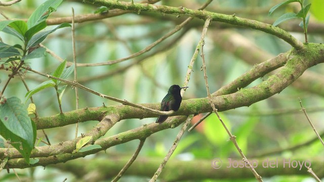 Colibrí Ventrinegro - ML554897911