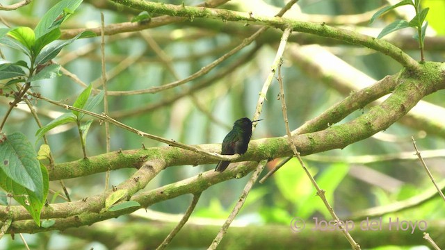 Colibri à ventre noir - ML554898201