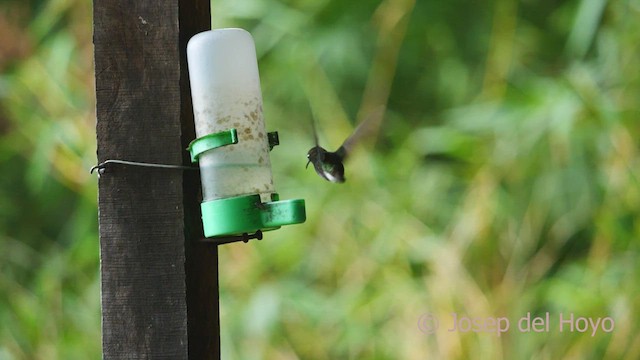 Colibri à ventre noir - ML554899051