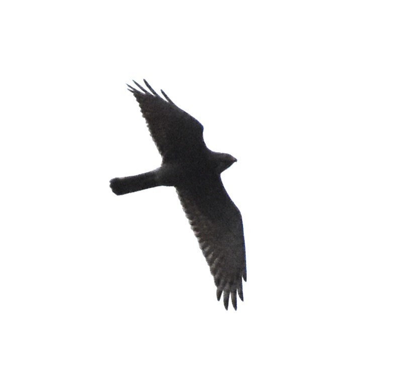 Gray-faced Buzzard - ML554899091