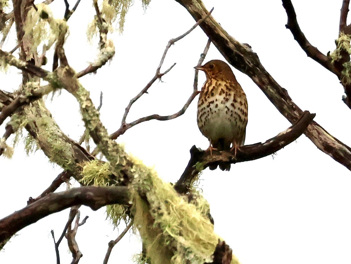 Song Thrush - ML554900331