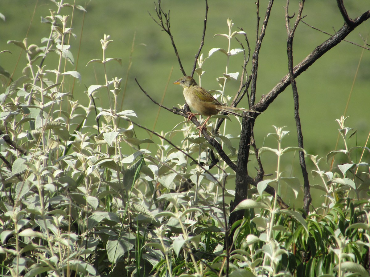 Wedge-tailed Grass-Finch - ML554900611