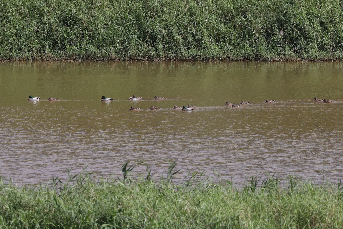 Garganey - ML554900721