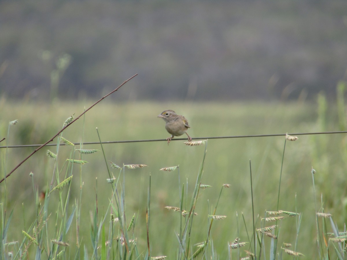 Grassland Sparrow - ML554900831