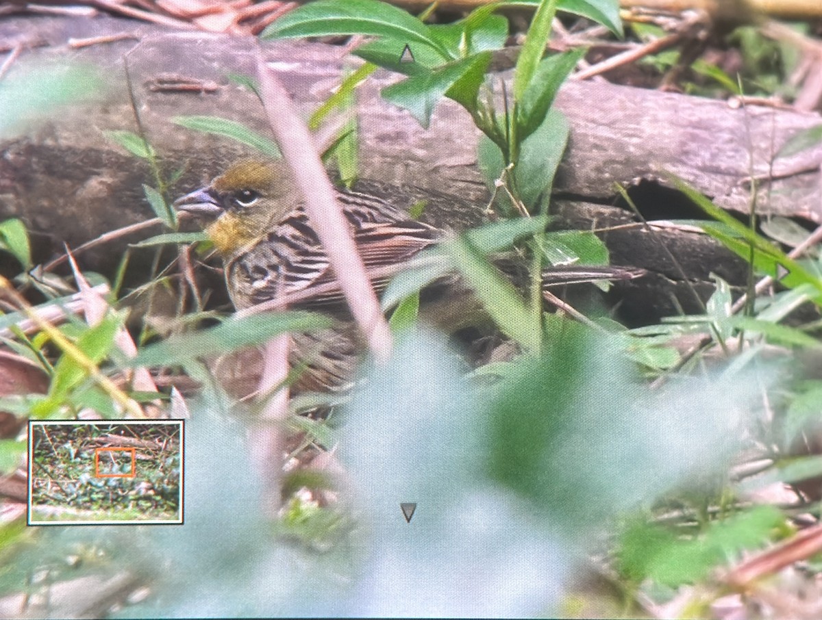 Yellow Bunting - ML554901061