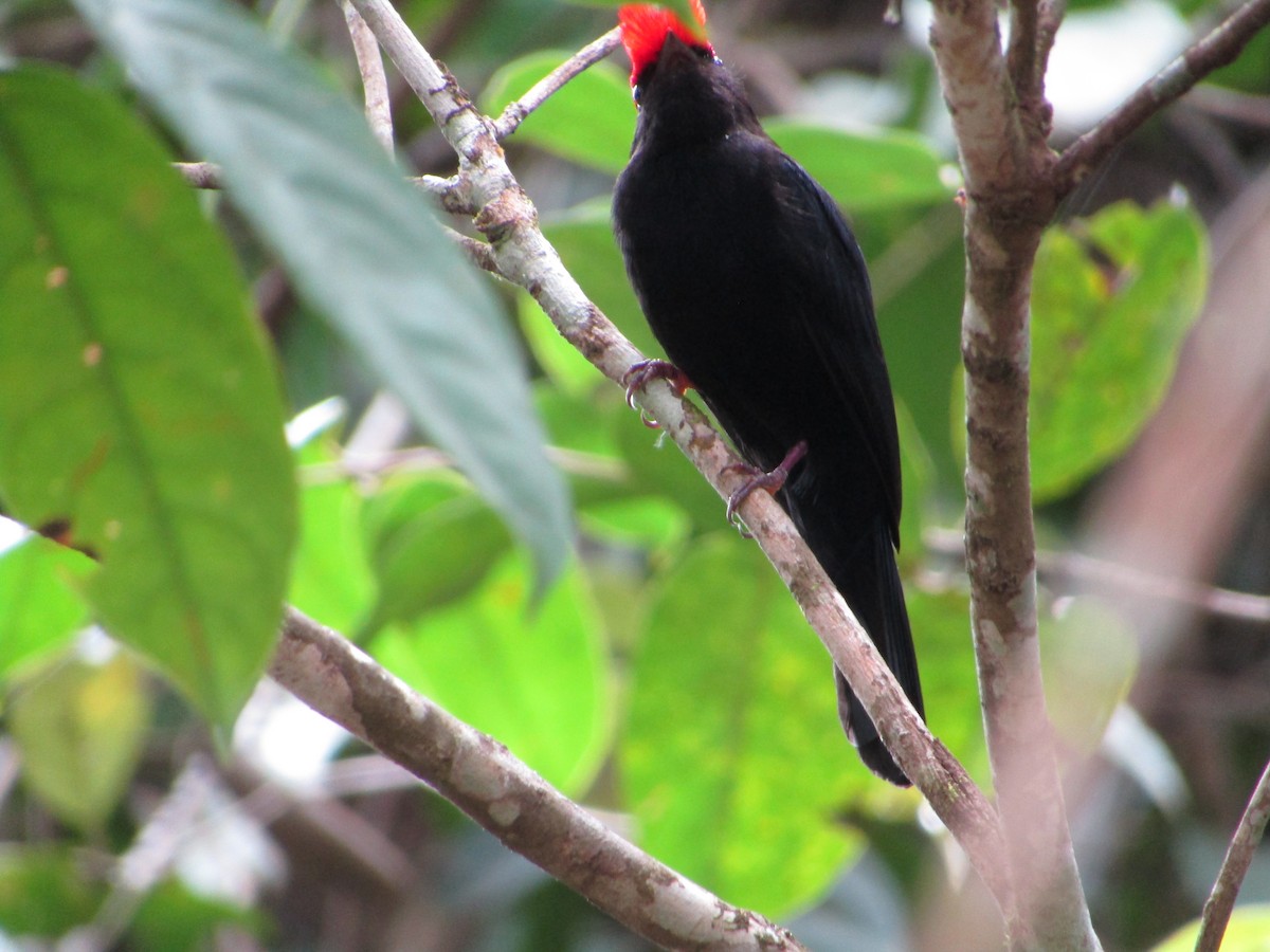 Helmeted Manakin - ML554901181