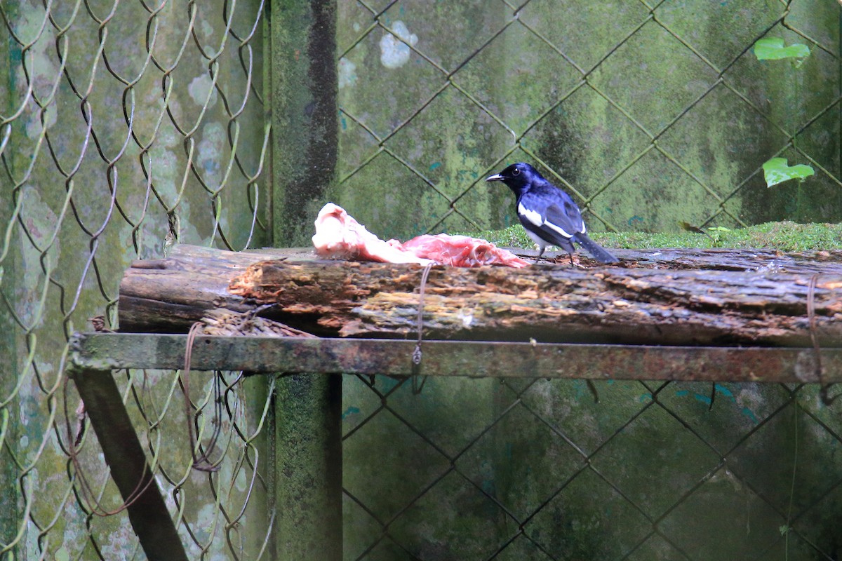 Philippine Magpie-Robin - ML554901751