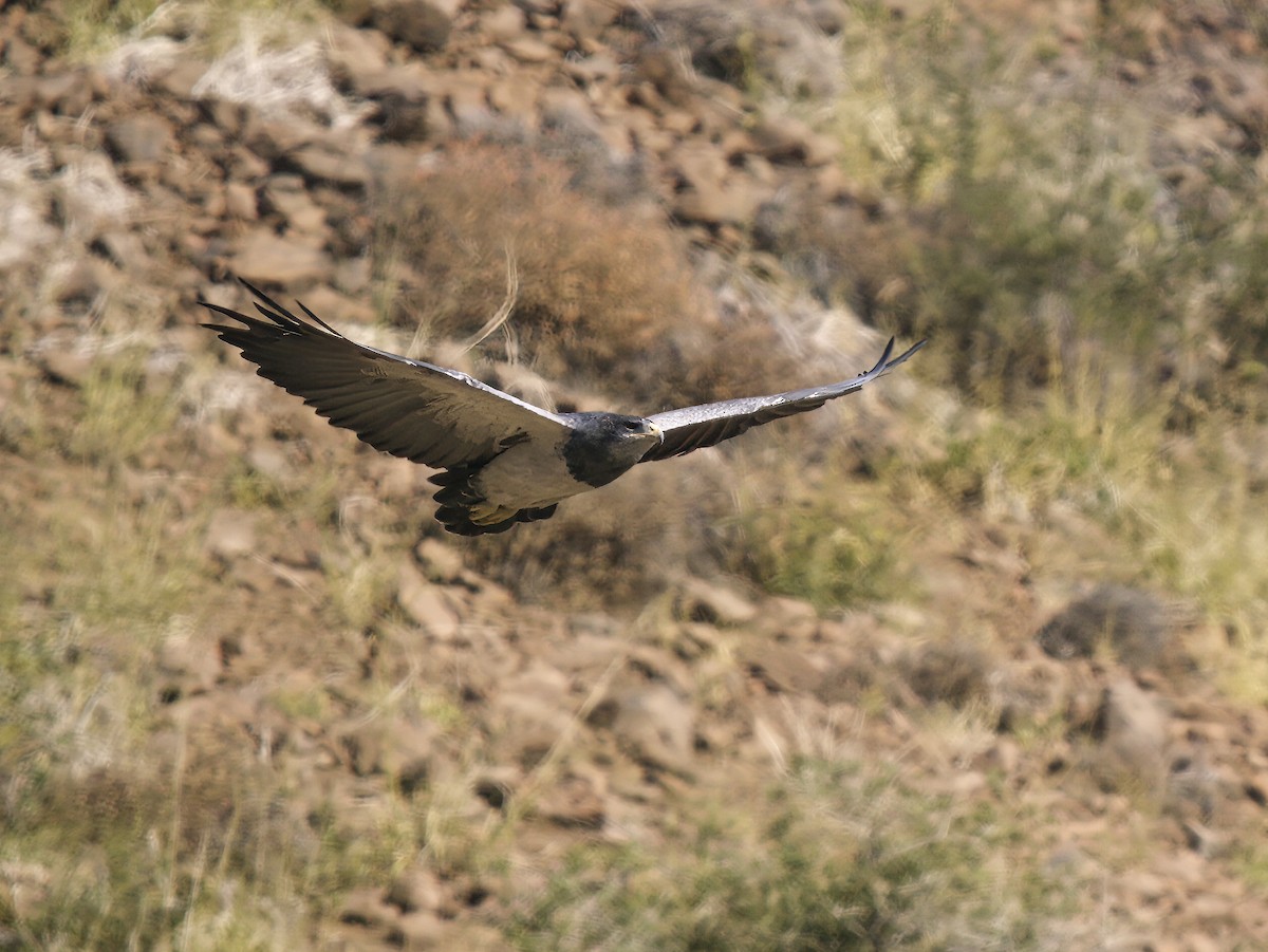 Black-chested Buzzard-Eagle - ML554902261