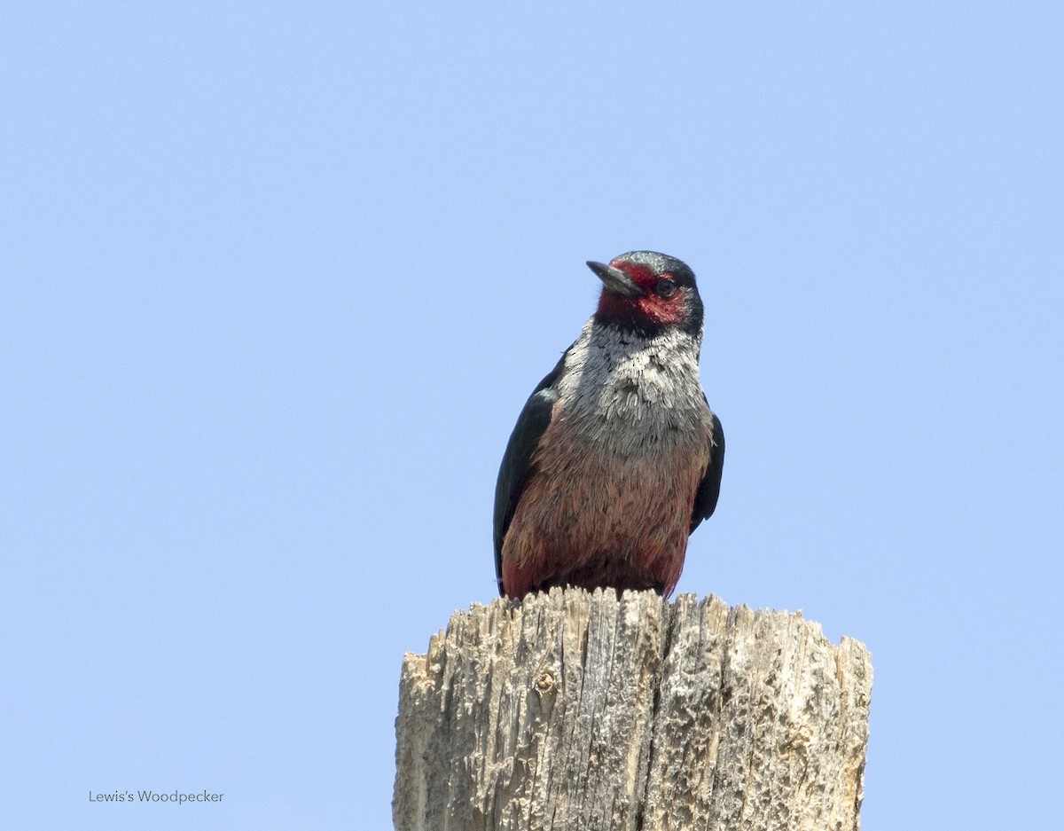 Lewis's Woodpecker - ML554903271