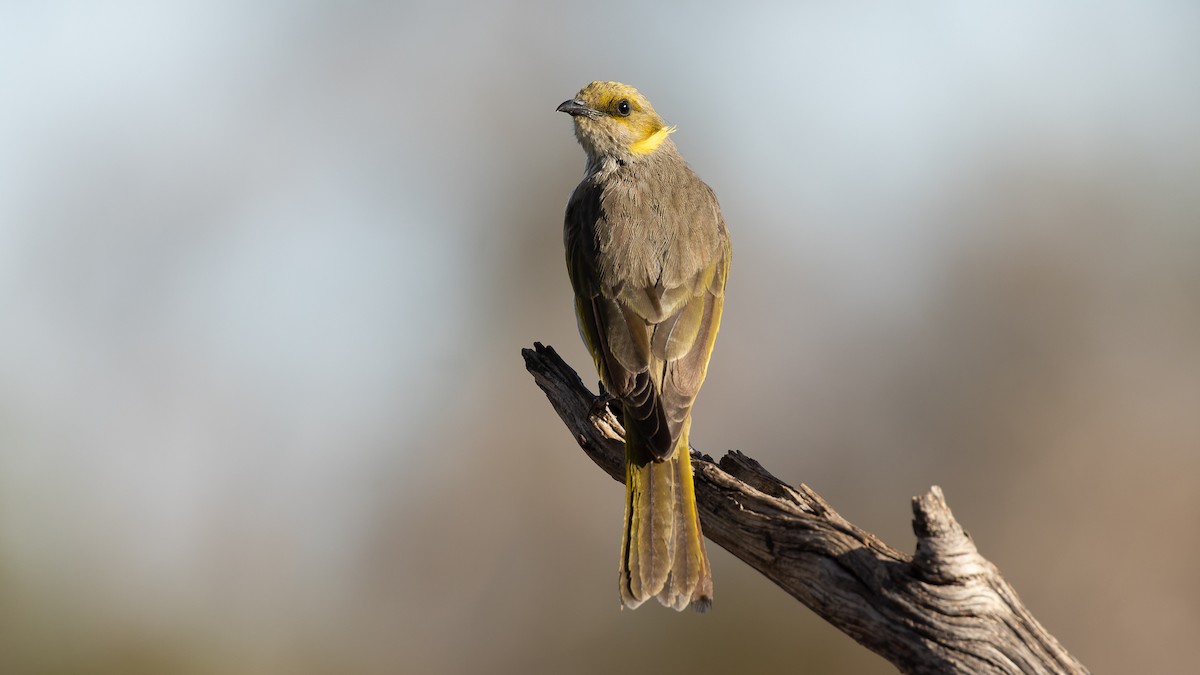 Yellow-plumed Honeyeater - ML554904361