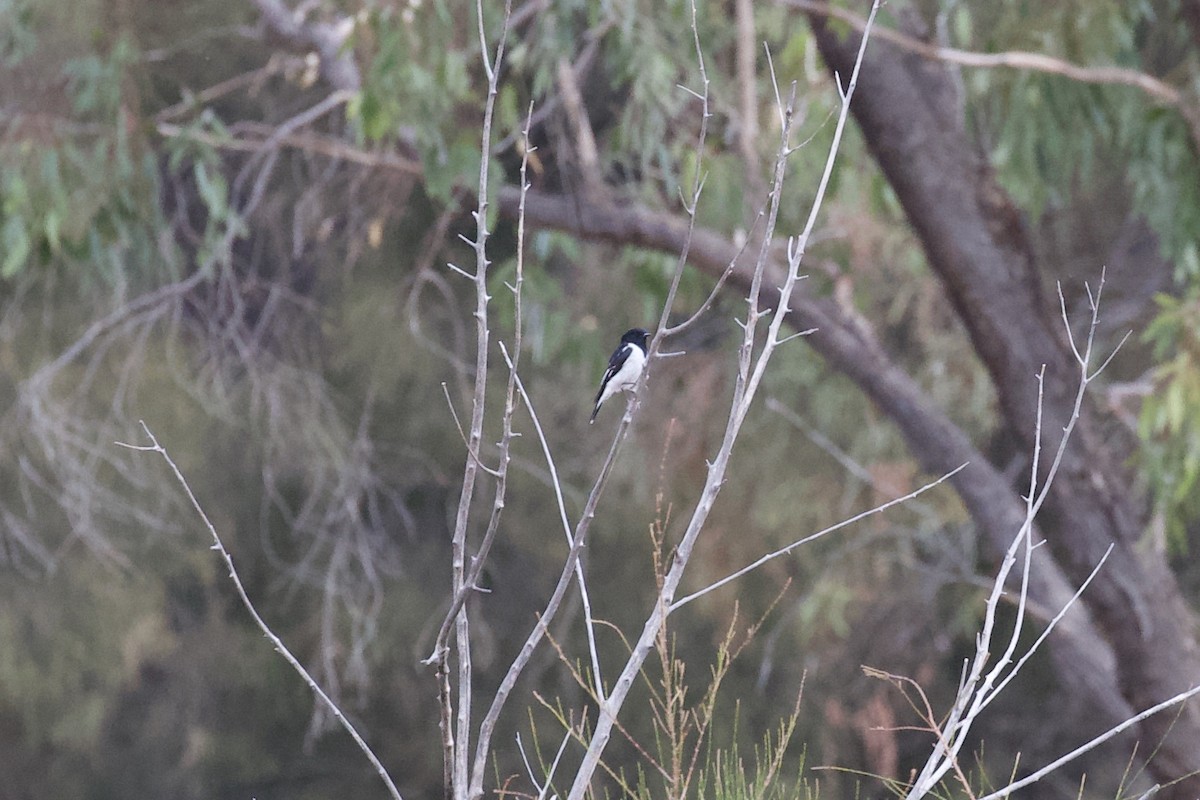 Hooded Robin - ML554906311