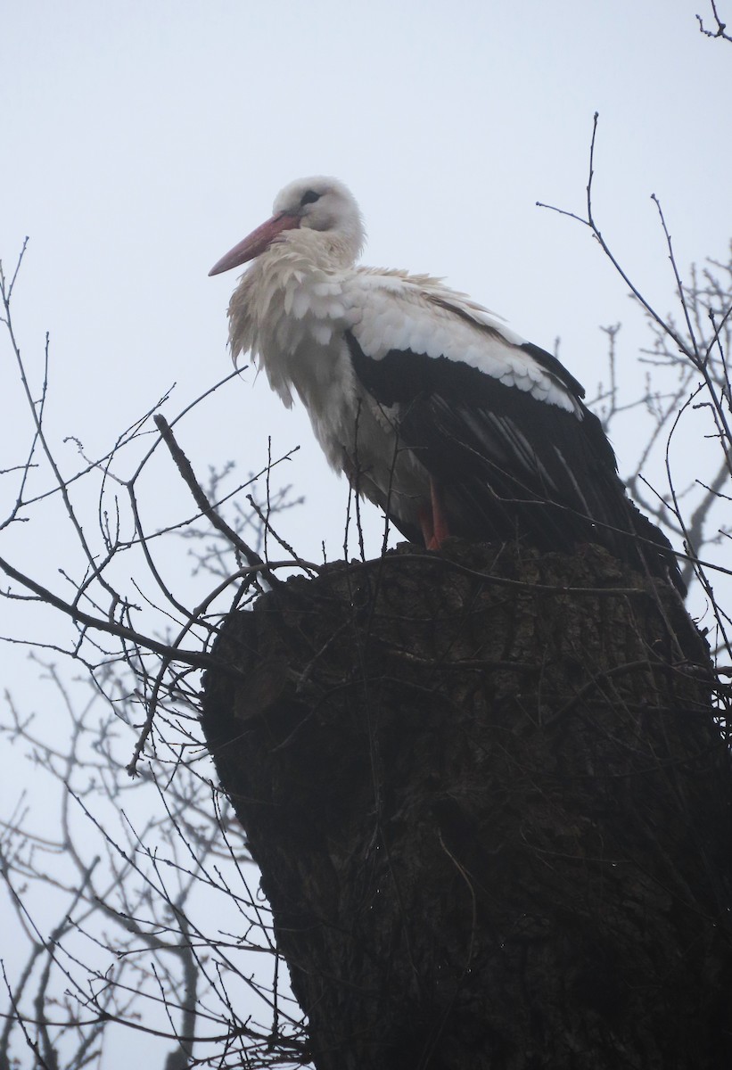 White Stork - ML554908231