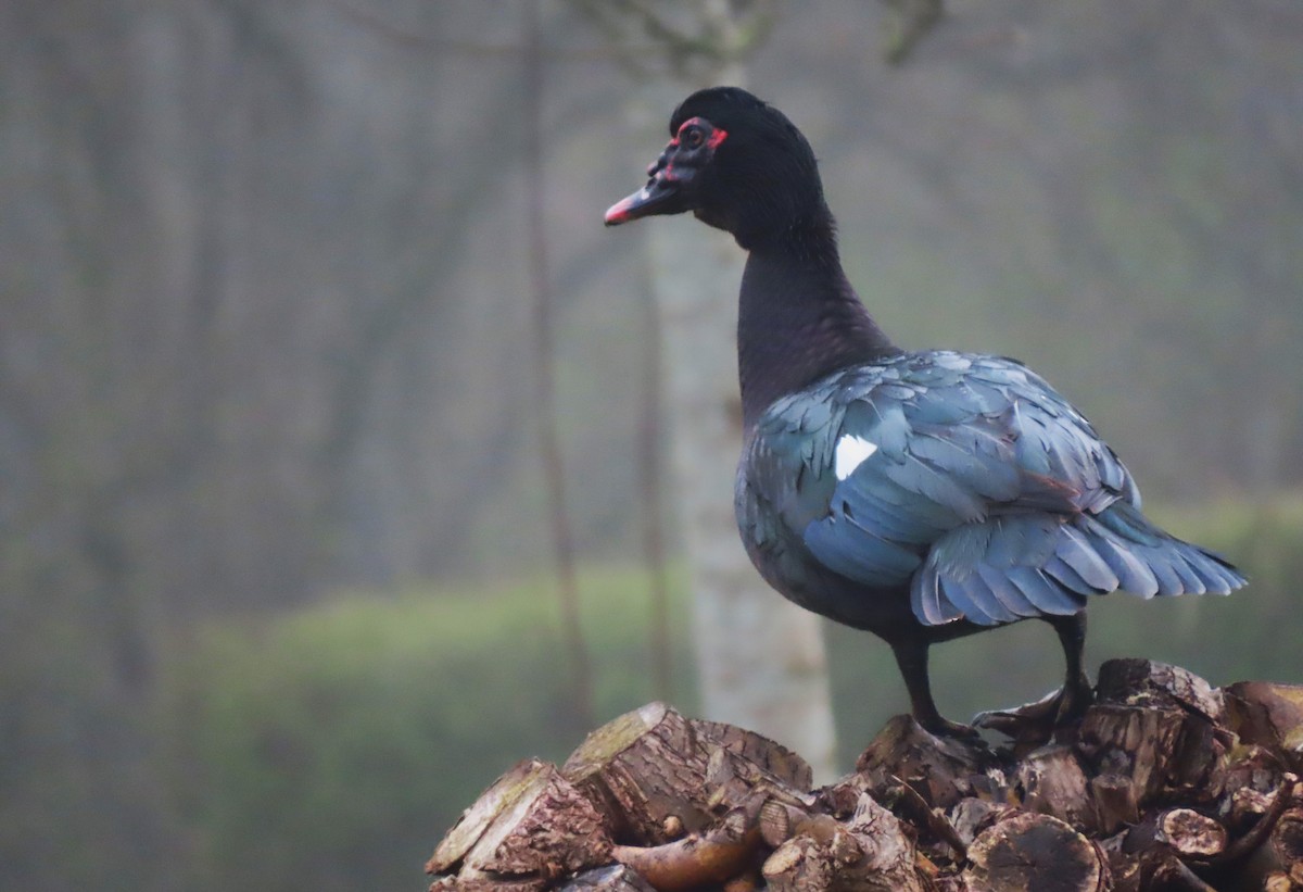Muscovy Duck (Domestic type) - ML554908491