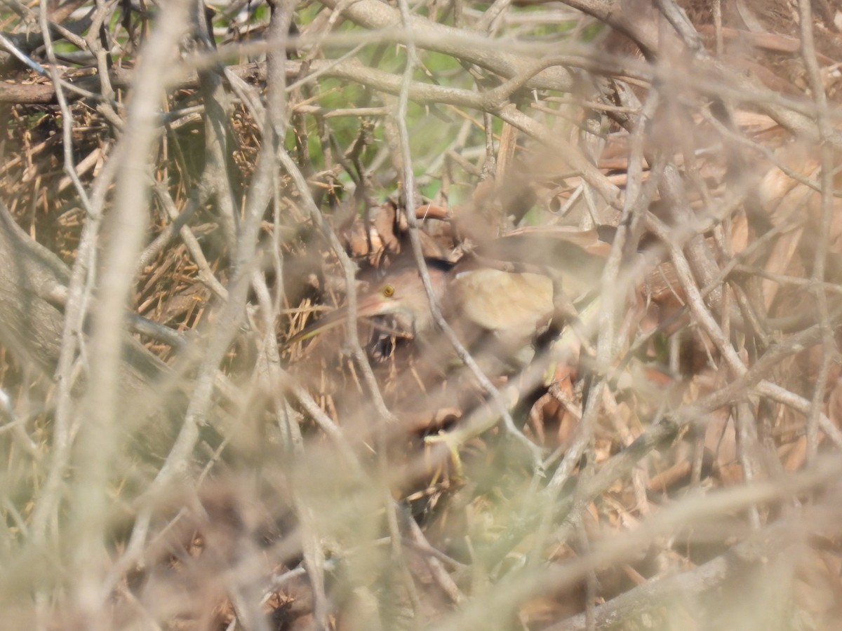 Yellow Bittern - Sudip Simha