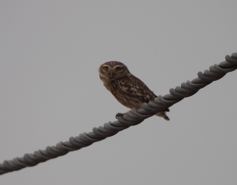 Little Owl - ML554909661