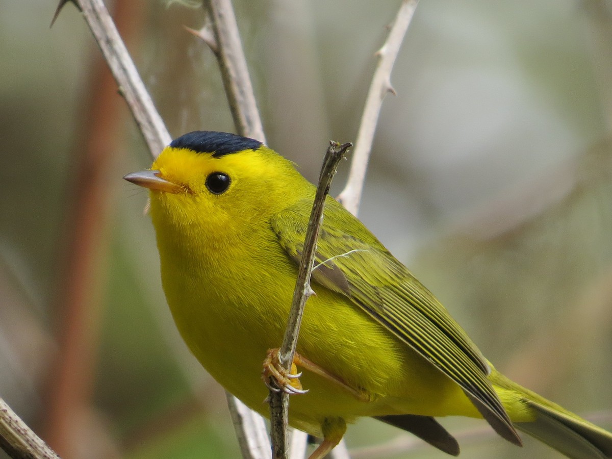 Wilson's Warbler - ML55491031