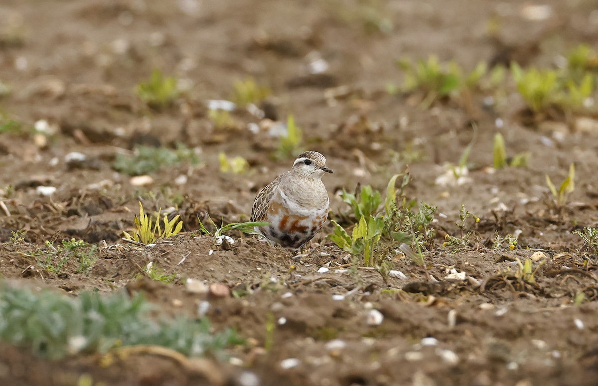 Eurasian Dotterel - ML554910771